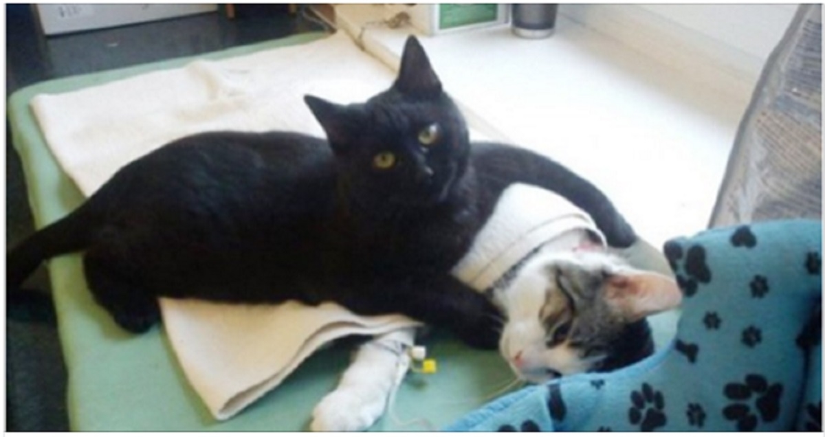 Un chat devient un véritable assistant vétérinaire et s'occupe des autres animaux malades